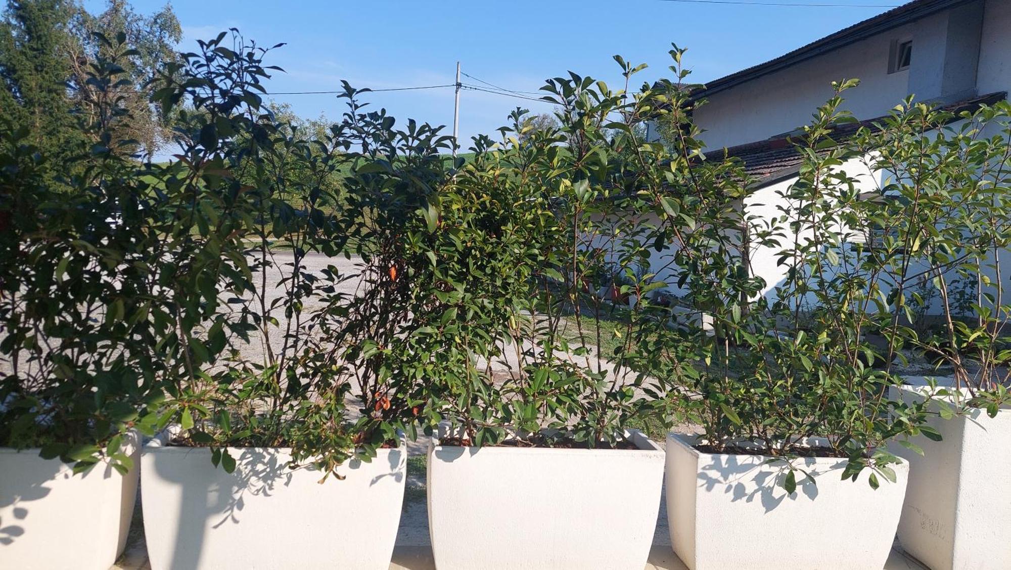 Kod Ane Apartment Belavici Ngoại thất bức ảnh